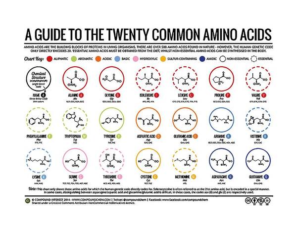 Amino Acids Table Poster by Desi Destiantari - Pixels Merch