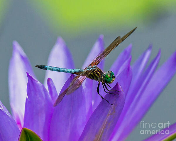 Dragonfly Poster featuring the photograph Among the Lilies by Stephen Whalen