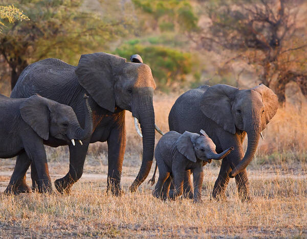 Nature Poster featuring the photograph Ancient Tradition by Basie Van Zyl