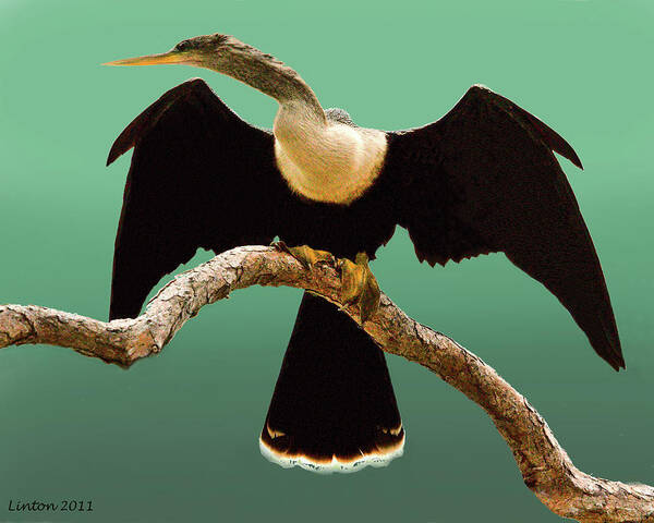 Anhinga Poster featuring the photograph Anhinga by Larry Linton