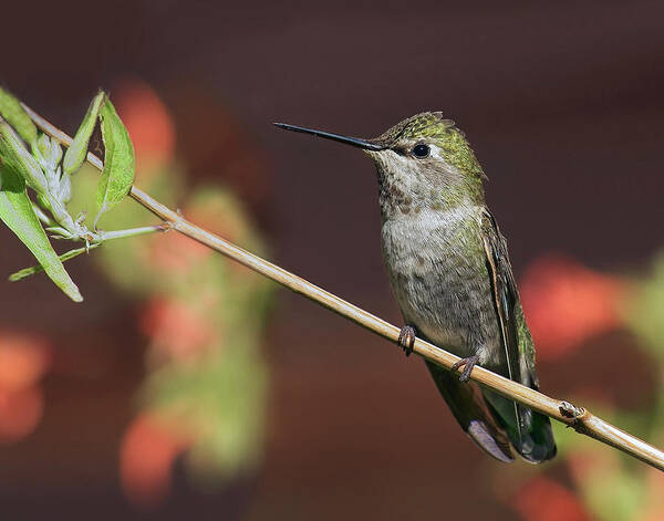 Hummingbirds Poster featuring the photograph Anna's Hummingbird - Perched by Nikolyn McDonald
