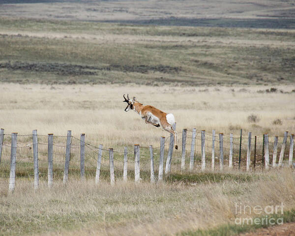 Antelope Poster featuring the photograph Antelope jumping fence 2 by Rebecca Margraf