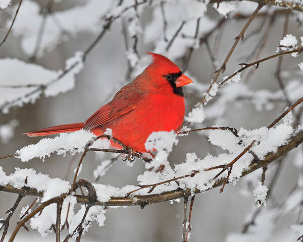 Northern Cardinal Poster featuring the photograph Anticipation by Tony Beck