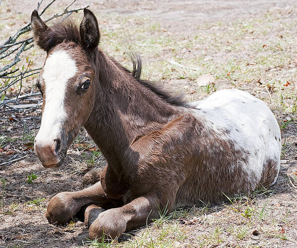 Horse Poster featuring the photograph Appaloosa Foal by Kenneth Albin