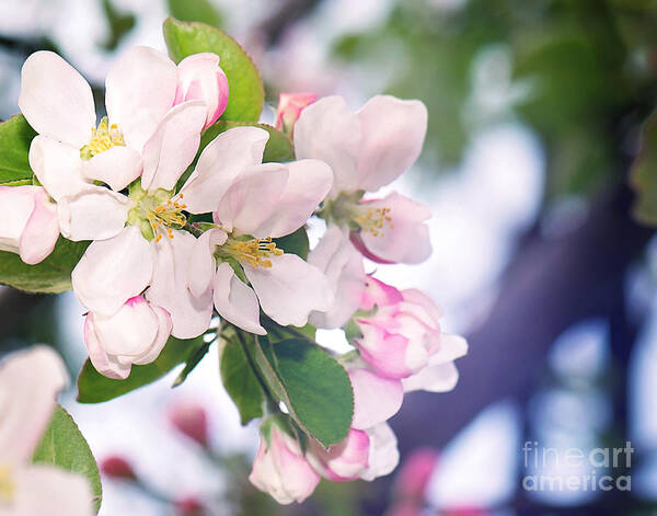 Apple Blossom Print Poster featuring the photograph Apple Blossom Print by Gwen Gibson