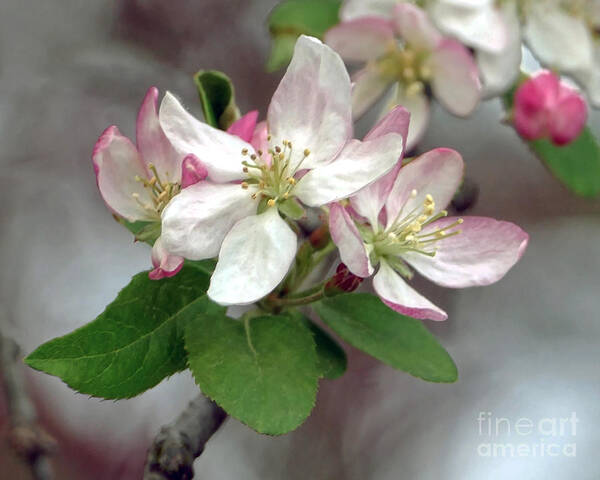 Apple Poster featuring the photograph Apple Blossoms by Catherine Sherman
