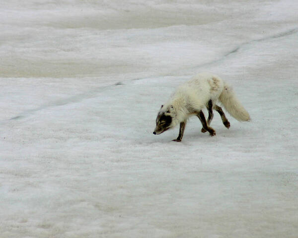 Arctic Fox Poster featuring the photograph Arctic Fox on Ice by Anthony Jones