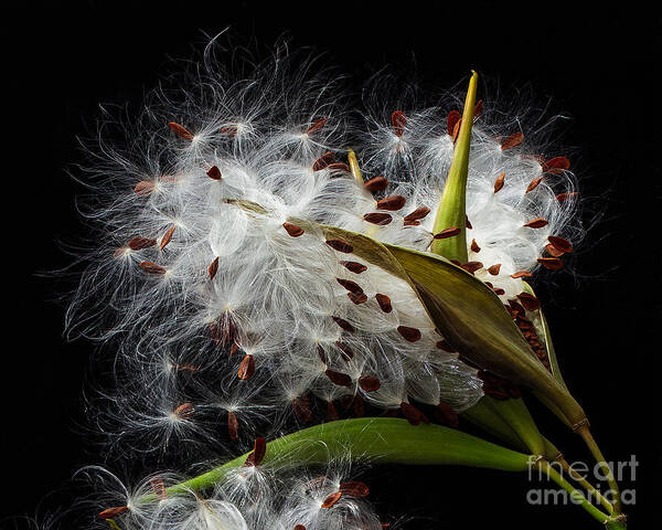 Asclepias Curassavica Poster featuring the photograph Asclepias Seed Pod by Ann Jacobson