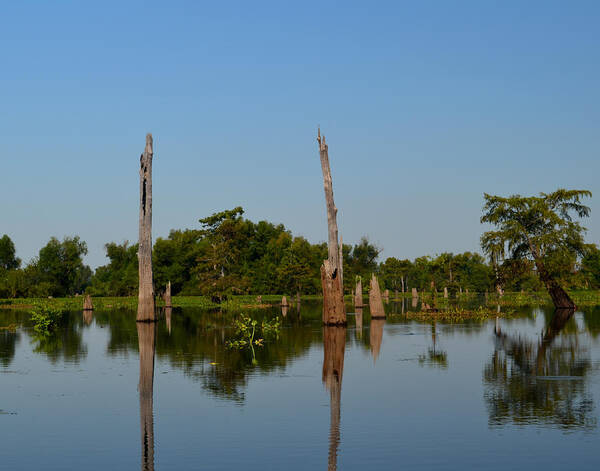Tree Poster featuring the photograph Atchafalaya Basin 18 Southern Louisiana by Maggy Marsh