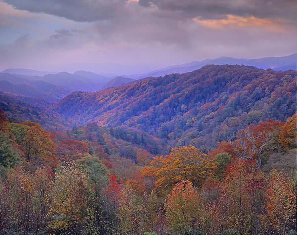 00175805 Poster featuring the photograph Autumn Deciduous Forest Great Smoky by Tim Fitzharris