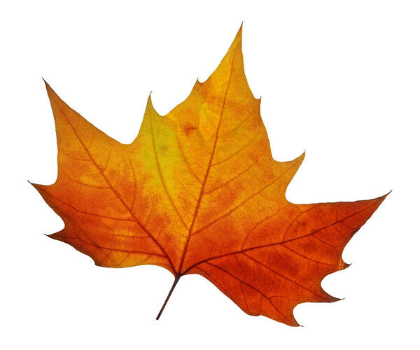 Single Autumn Leaf Poster featuring the photograph Autumn Leaf 1 by Gill Billington