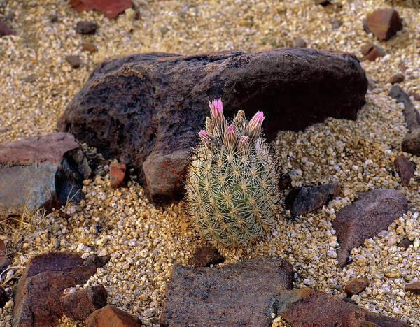 Barrel Poster featuring the photograph Baby Barrel Cactus by Paul Breitkreuz