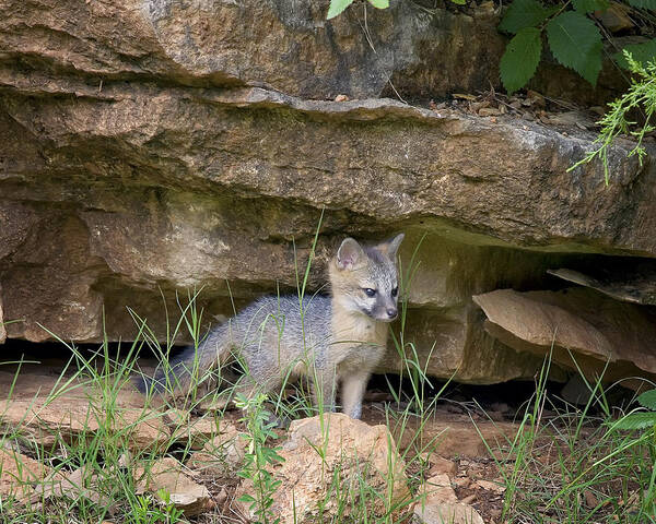 Gray Fox Poster featuring the photograph Baby Gray Fox by Michael Dougherty