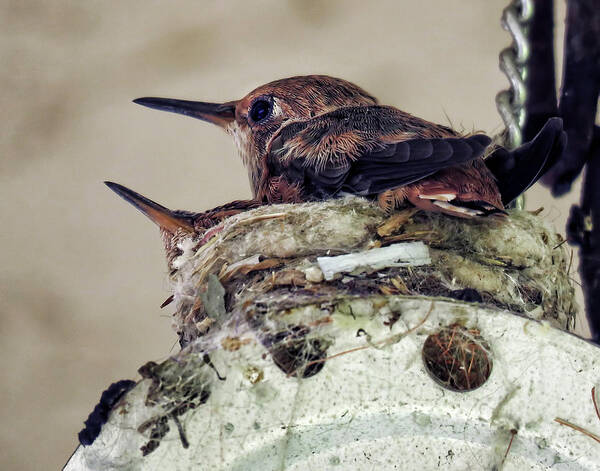 Hummingbirds Poster featuring the photograph Baby Hummers by Helaine Cummins