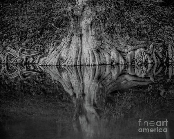 Bald Cypress Reflection In Black And White Michael Tidwell Guadalupe River Mike Tidwell Poster featuring the photograph Bald Cypress Reflection in Black and White by Michael Tidwell