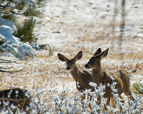 Whitetail Poster featuring the photograph Bambi and Bimbo by Harry Strharsky