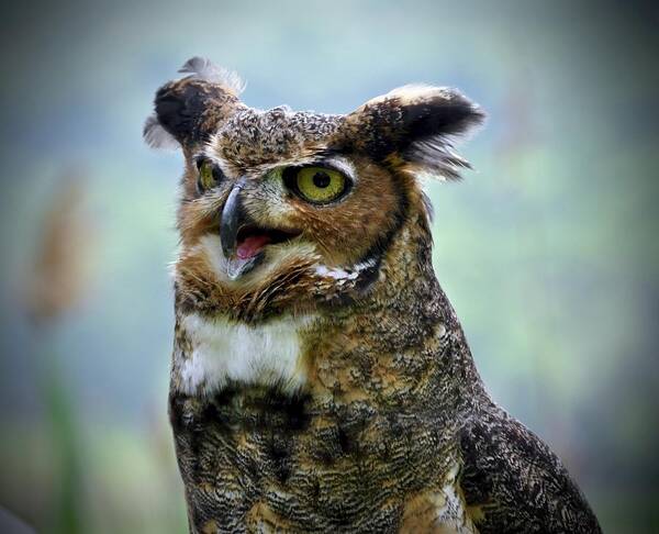 #great Horned Owl Poster featuring the photograph Baxter by Cornelia DeDona