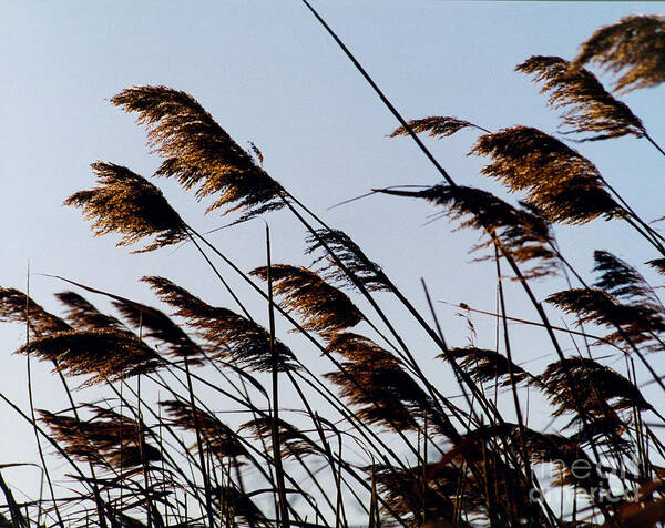 Beach Poster featuring the digital art Beach Grass by Jack Ader