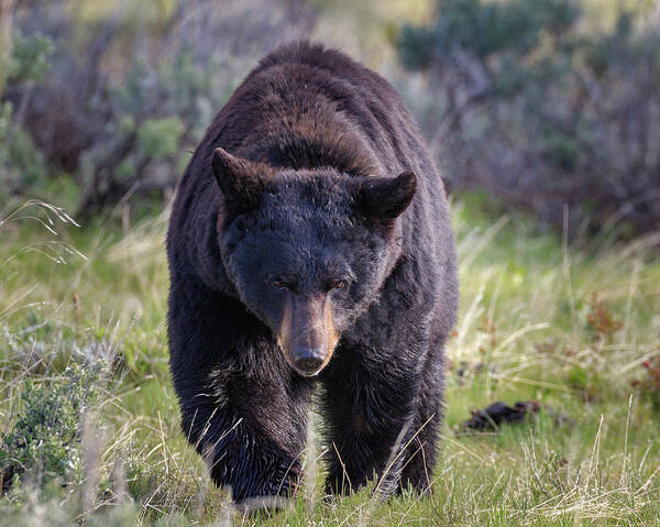 Black Bear Poster featuring the photograph Bear Down by Jared Perry