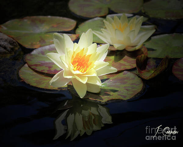 Waterlily Poster featuring the photograph Beauty of the Water Lily by Jane Coenen