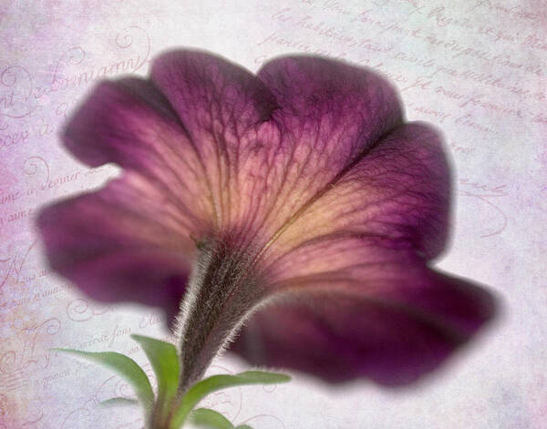 Bloom Poster featuring the photograph Beneath a Dreamy Petunia by David and Carol Kelly