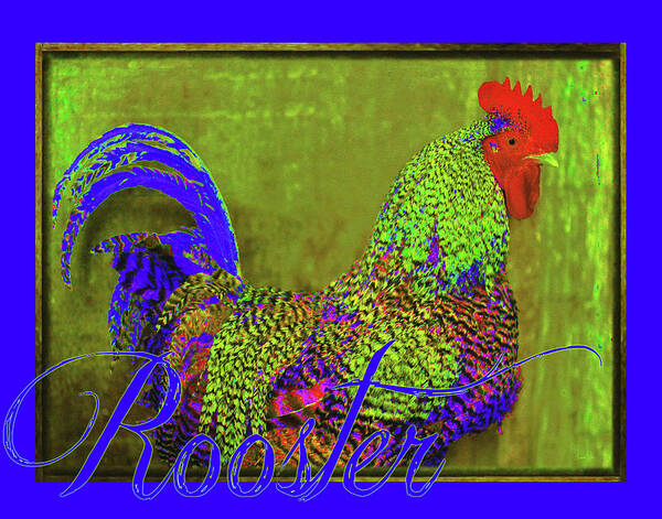 Cobalt Blue Poster featuring the photograph Bert the Rooster by Amanda Smith