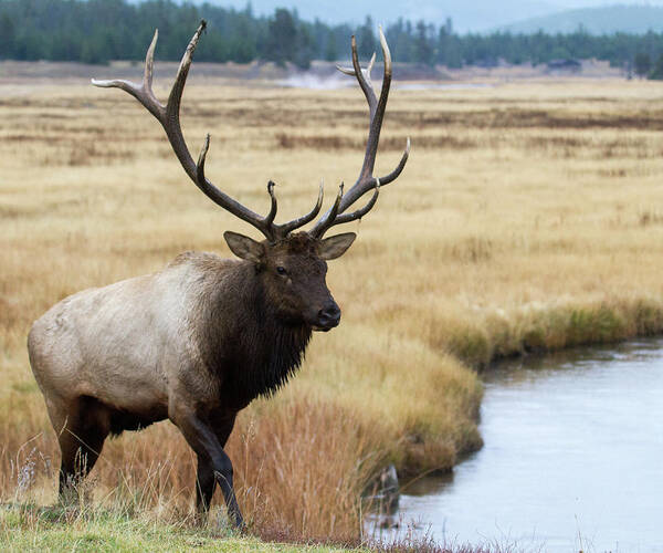 Elk Poster featuring the photograph Big Bull Elk by Wesley Aston