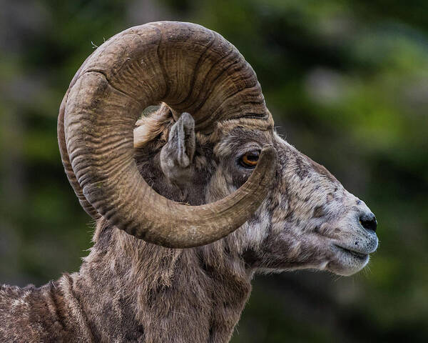 Animal Poster featuring the photograph Big Horn Sheep Side View Looking Right by Kelly VanDellen