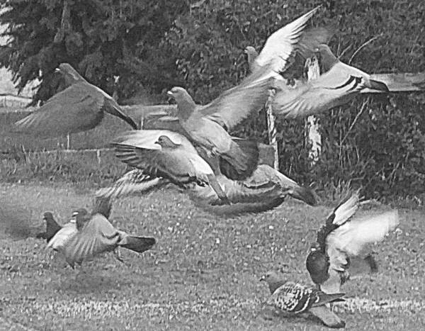 Bird Poster featuring the photograph Bird Flurry by Suzy Piatt