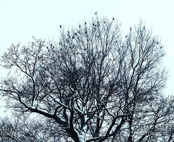 Birds On The Tree Monochrome By Marina Usmanskaya Poster featuring the photograph Birds on the tree monochrome by Marina Usmanskaya