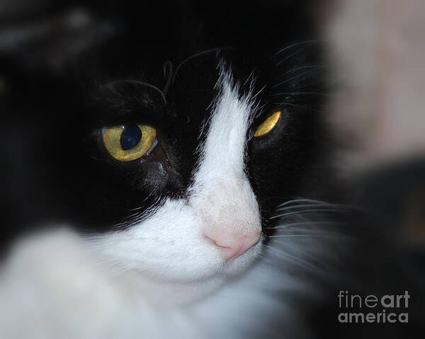 Cat Poster featuring the photograph Black and White Cat by Lila Fisher-Wenzel