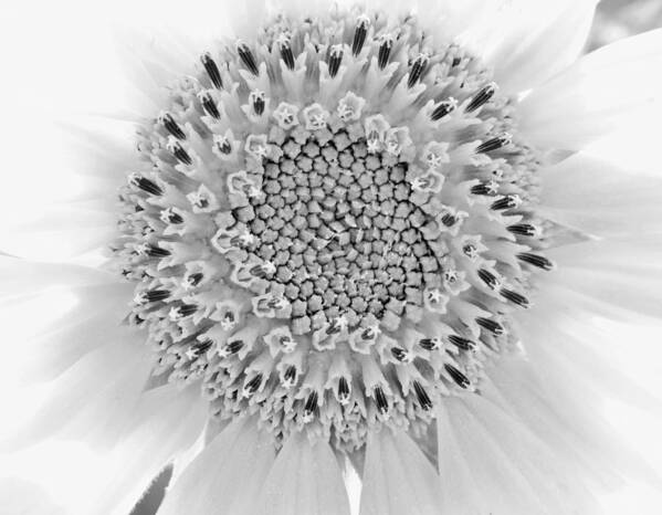 Sunflower Poster featuring the photograph Black and White Sunflower by Marianna Mills