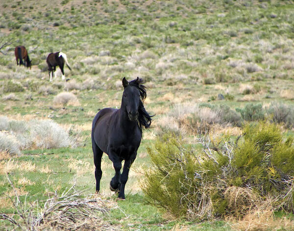 Horses Poster featuring the photograph Black Mustang Stallion Running by Waterdancer