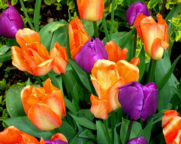 Tulips Poster featuring the photograph Blooming Multitude by Lynda Lehmann