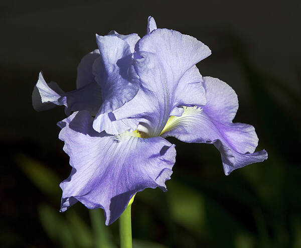 Flower Poster featuring the photograph Blue Iris by Phyllis Denton