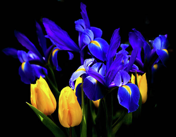 Blue Iris Poster featuring the photograph BLUE IRIS WALTZ by KAREN WILES by Karen Wiles