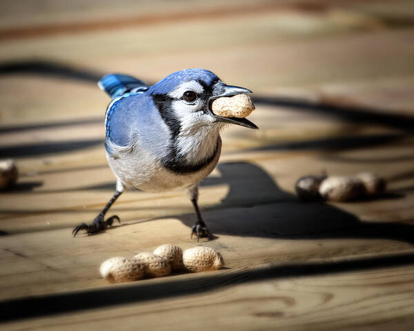 Blue Jay Poster featuring the photograph Blue Jay eating a Peanut by Al Mueller