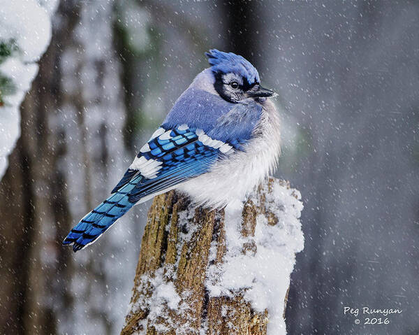Blue Jay Poster featuring the photograph Blue Jay on Snowy Post by Peg Runyan
