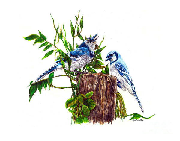 Blue Jay Poster featuring the drawing Blue Jays by Scott Parker