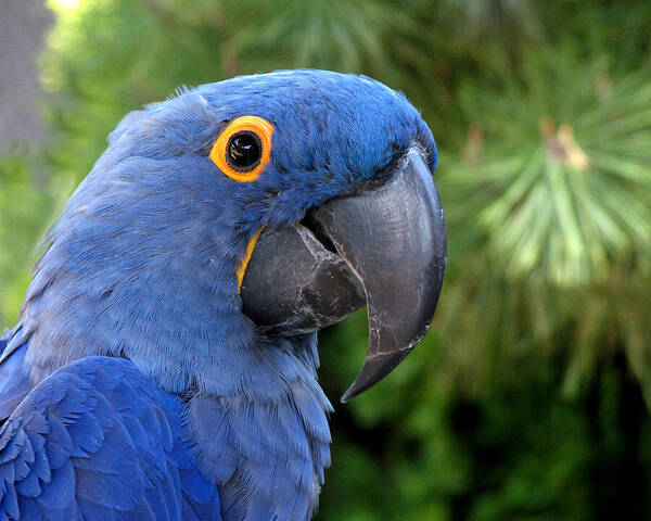 Blue Macaw Poster featuring the photograph Blue Macaw Parrot by Helaine Cummins