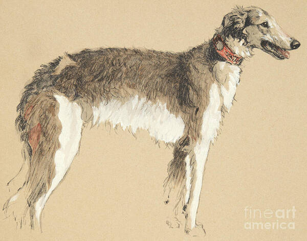 Aldin Poster featuring the drawing Borzoi, 1930 by Cecil Charles Windsor Aldin