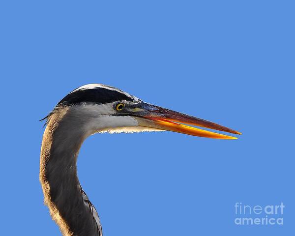 Great Blue Heron Poster featuring the photograph Bright Beak Blue .png by Al Powell Photography USA
