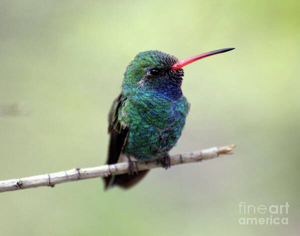 Denise Bruchman Poster featuring the photograph Broad-billed Hummingbird Portrait by Denise Bruchman