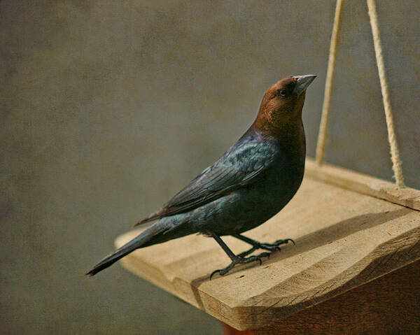 Brown-headed Cowbird Poster featuring the photograph Brown Headed Cowbird 1 by Susan McMenamin