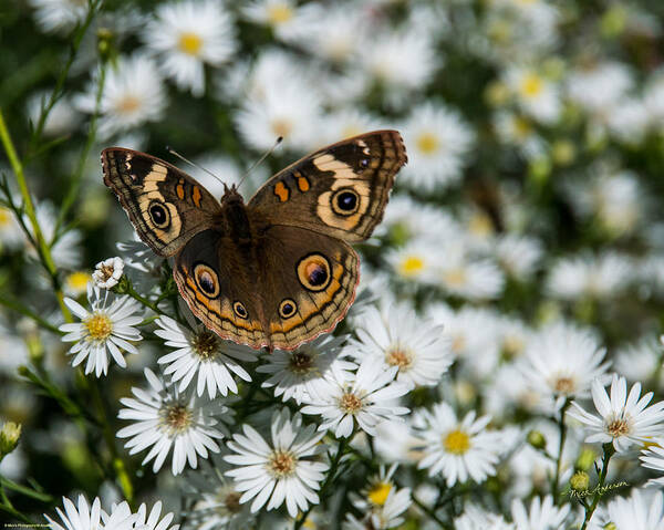 Buckeye Poster featuring the photograph Buckeye Butterfly on Heath Aster by Mick Anderson