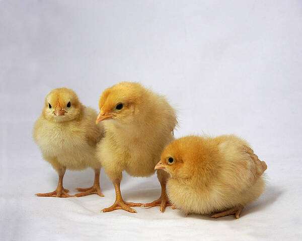 Adorable Poster featuring the photograph Buff Orpington Trio II by Richard Reeve