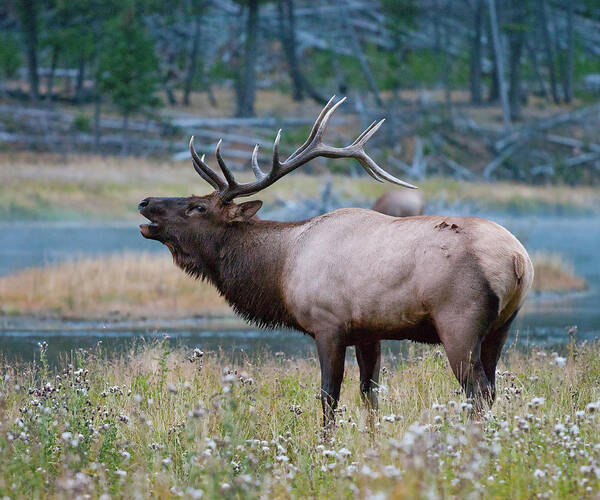 Antelope Poster featuring the photograph Bull Elk Next to River by Wesley Aston