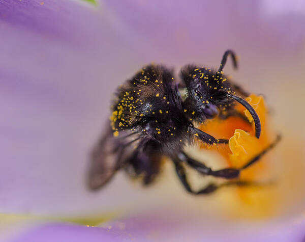 Bee Poster featuring the photograph Busy Bee by Mo Barton