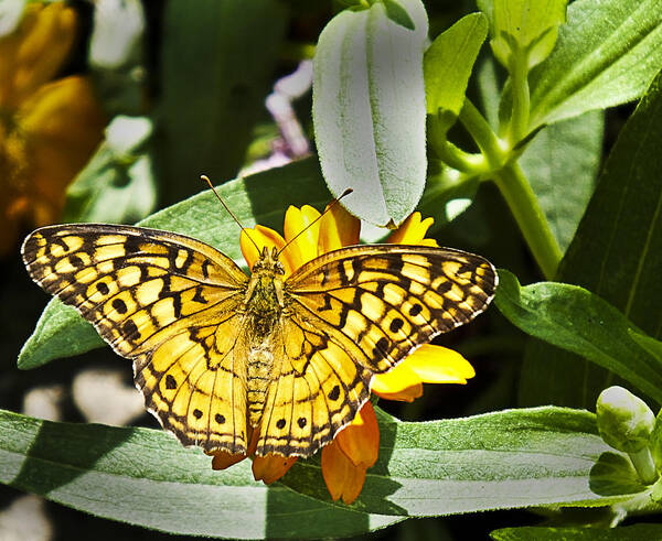 Butterfly Poster featuring the photograph Butterfly at Rest by Bill Barber
