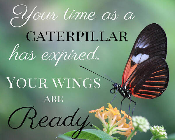 Inspiration Poster featuring the photograph Butterfly Wings by Teresa Wilson